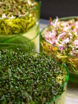 Germogliatore Geo Plus - 8