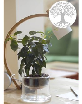 Germogliatore in Vetro Borosilicato - 5