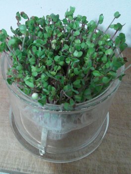 Germogliatore in Vetro con Albero della Vita - 11