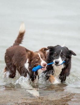 Gioco da Tiro in Corda per Cani SPIELY - 4