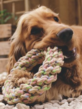 Gioco per Cani Ciambella Intrecciata in Canapa Naturale Beco - 2