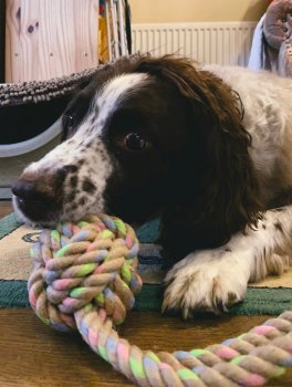 Gioco per Cani Palla in Canapa Naturale con Maniglia Beco - 2