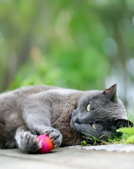 Gioco per Gatti in Feltro di Lana FILZY - 5