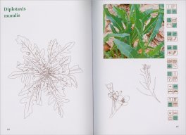 Gli Erbi Boni — Libro - 3