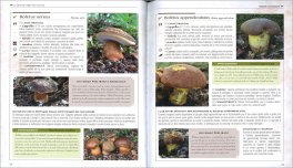 Grande Libro dei Funghi — Libro - 3