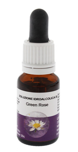 Green Rose - Fiori australiani - 1