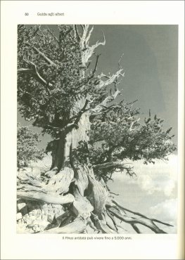 Guida agli Alberi — Libro - 4