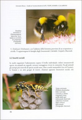 Guida al Riconoscimento di Api, Vespe, Bombi e Calabroni — Libro - 3