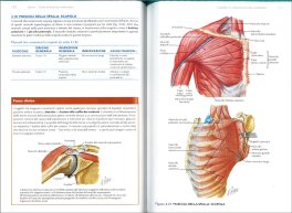 Guida all'Anatomia Sistematica — Libro - 3