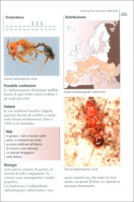 Guida alle Formiche d'Europa — Libro - 3