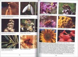Guida Pratica di Apicoltura — Libro - 3