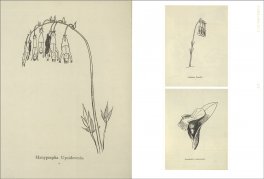 Herbarium — Libro - 3