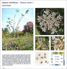 I Fiori dietro Casa — Libro - 3