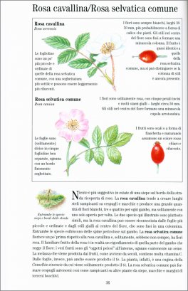 I Fiori Selvatici — Libro - 3