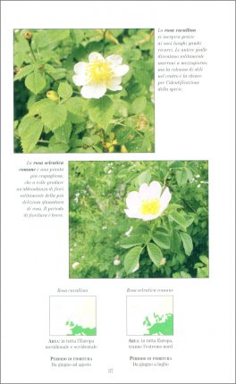 I Fiori Selvatici — Libro - 4