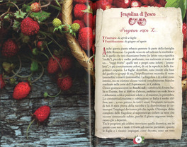 I Frutti del Sottobosco — Libro - 3