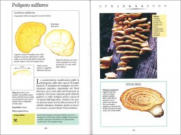 I Funghi Commestibili — Libro - 3