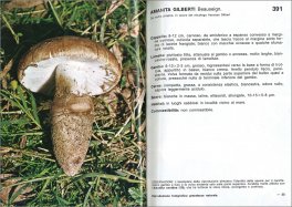 I Funghi dal Vero - Vol. 2 — Libro - 3