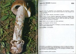 I Funghi dal Vero - Vol. 3 — Libro - 3