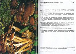I Funghi dal Vero - Vol. 4 — Libro - 3