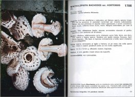 I Funghi dal Vero - Vol. 5 — Libro - 3