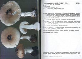 I Funghi dal Vero - Vol. 7 — Libro - 3