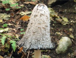 I Funghi per la Salute — Libro - 4