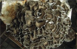 I Funghi per la Salute — Libro - 5
