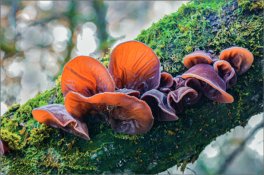 I Funghi per la Salute — Libro - 3