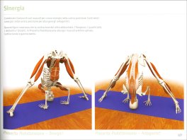 I Muscoli Chiave dello Yoga — Libro - 4