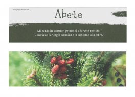 I Segnalibri dello Spirito degli Alberi — Cancelleria - 4