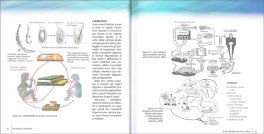 Il Benessere nel Tuo Corpo — Libro - 2
