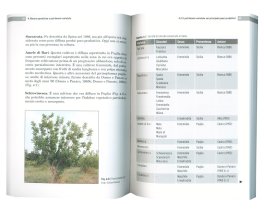 Il Carrubo — Libro - 3