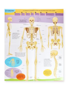 Il Corpo Umano — Libro - 3