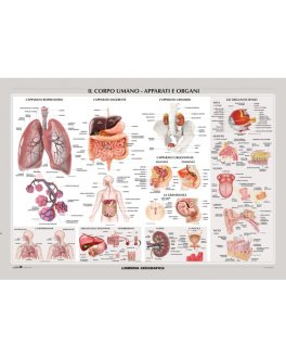Il Corpo Umano: Apparati e Organi - Carta Murale — Poster - 1