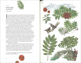 Il Giro del Mondo in 80 Alberi — Libro - 3