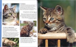 Il Libro dei Gatti — Libro - 3