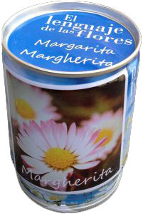 Il Linguaggio dei Fiori - Margherita - Pazienza