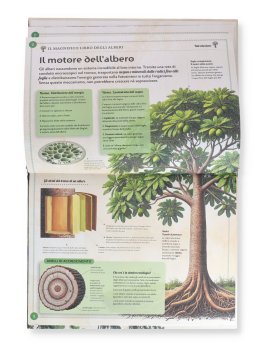Il Magnifico Libro degli Alberi — Libro - 2