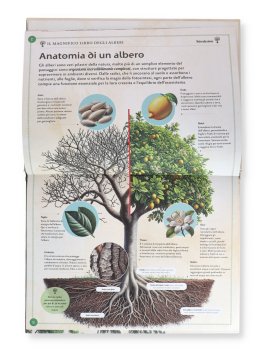 Il Magnifico Libro degli Alberi — Libro - 3