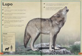 Il Magnifico Libro degli Animali — Libro - 3