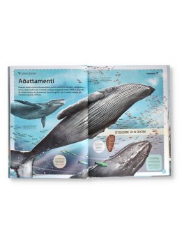 Il Magnifico Libro delle Balene — Libro - 2