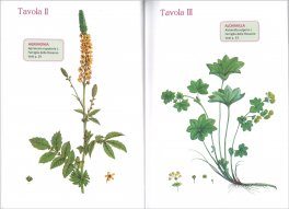 Il Mio Erbario — Libro - 3