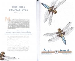 Il Piccolo Popolo del Giardino — Libro - 3