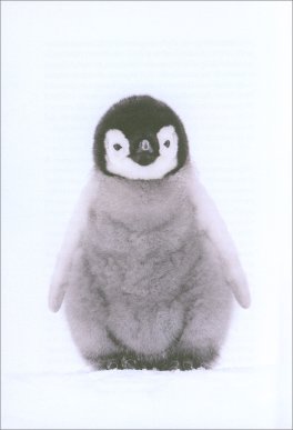 Il Pinguino che Riuscì a Volare — Libro - 4