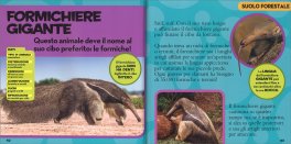 Il Primo Grande Libro della Foresta Pluviale — Libro - 3