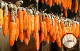 Il Riso, il Mais e gli Altri Cereali — Libro - 3