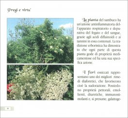 Il Sambuco - Segreti e Virtù di una Pianta Antica — Libro - 3