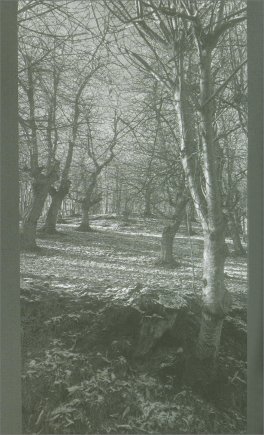 Il Sussurro del Bosco nel Cuore — Libro - 3