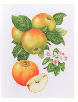 Illustrazione Botanica — Libro - 6